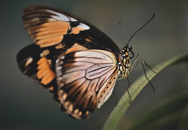 The theme for Oasis Holiday Club this year is butterflies